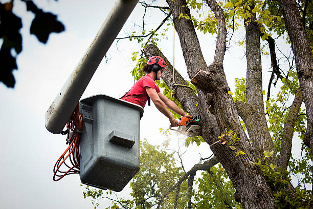 Professional Tree Removal and Landscaping Services in Pollock Pines, CA